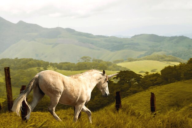 Magnífico unicornio en la naturaleza.