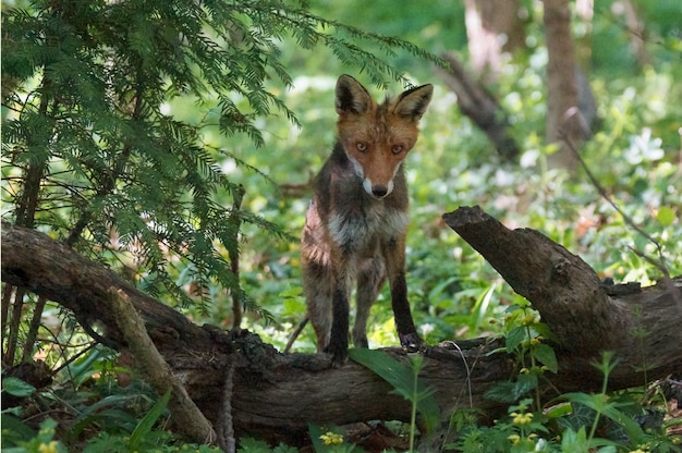 Magnífico zorro en busca de presas blancas sentado en el tronco de un árbol en medio de un bosque