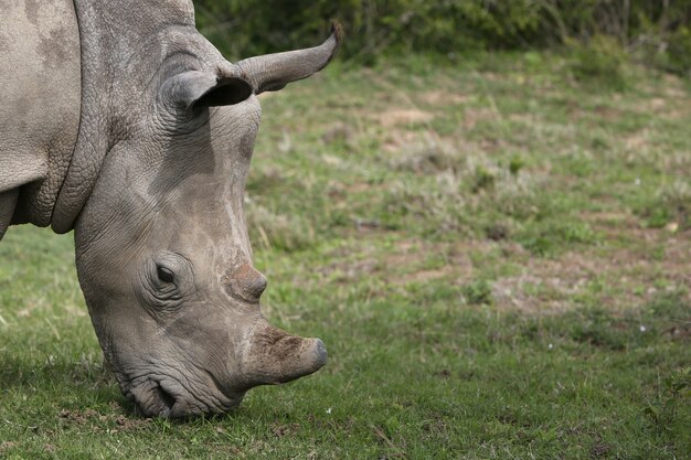 Magníficos rinocerontes pastando en los campos cubiertos de hierba en el bosque