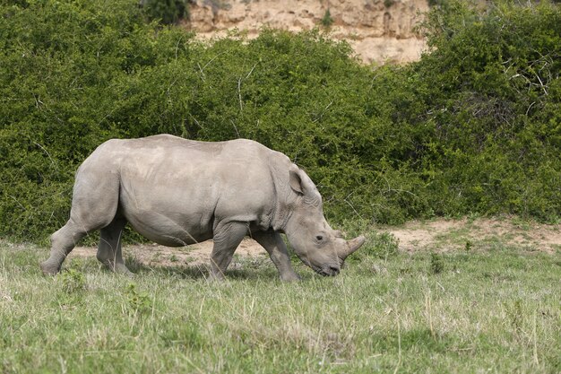 Magníficos rinocerontes pastando en los campos cubiertos de hierba en el bosque