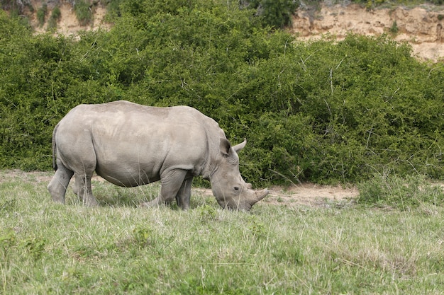Magníficos rinocerontes pastando en los campos cubiertos de hierba en el bosque