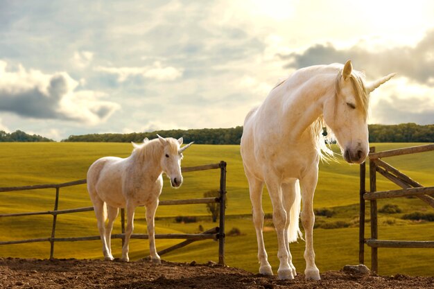 Magníficos unicornios en la naturaleza.