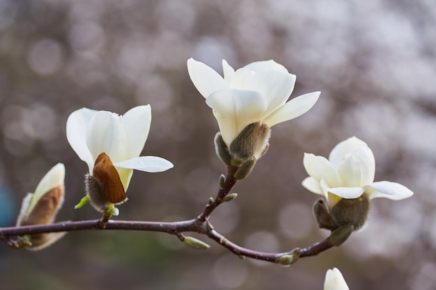 Foto gratuita magnolia blanca grande