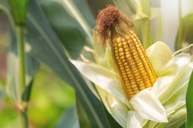 Foto gratuita maíz en el tallo listo para cosechar en el campo.