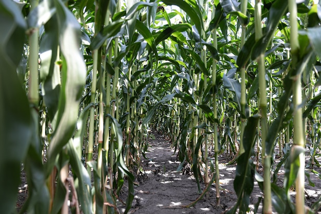 Maíz verde joven que crece en el campo, fondo. Textura de plantas jóvenes de maíz, fondo verde.