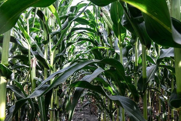 Maíz verde joven que crece en el campo, fondo. Textura de plantas jóvenes de maíz, fondo verde.