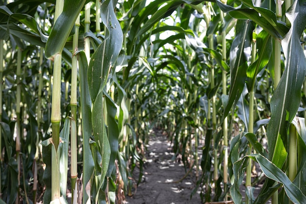 Maíz verde joven que crece en el campo, fondo. Textura de plantas jóvenes de maíz, fondo verde.