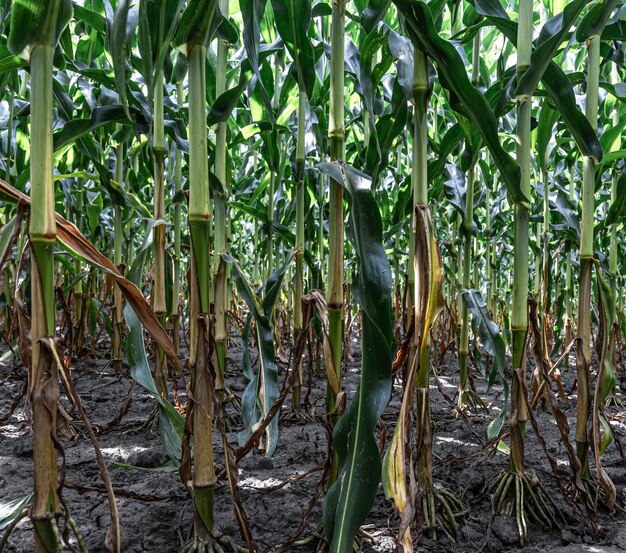 Maíz verde joven que crece en el campo, fondo. Textura de plantas jóvenes de maíz, fondo verde.