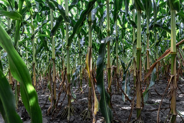 Maíz verde joven que crece en el fondo del campo