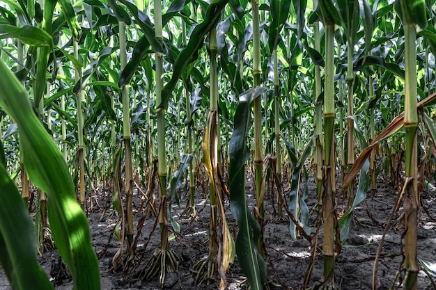 Maíz verde joven que crece en el fondo del campo