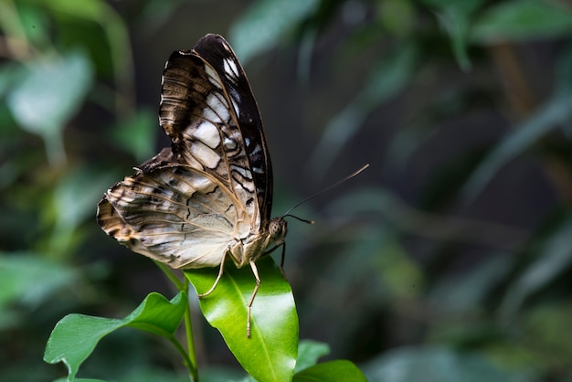 Majestuosa mariposa marrón en hábitat natural.