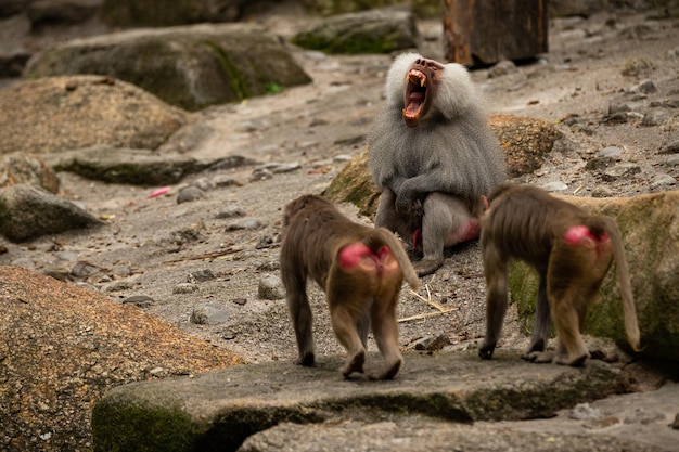 Majestuoso babuino hamadryas en cautiverio Monos salvajes en zoológico Animales hermosos y también peligrosos Fauna africana en cautiverio