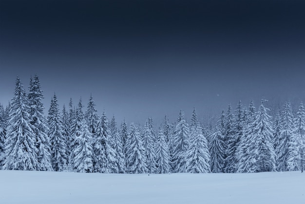 Majestuoso paisaje de invierno, bosque de pinos con árboles cubiertos de nieve.