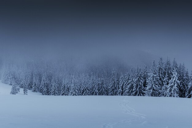 Majestuoso paisaje de invierno, bosque de pinos con árboles cubiertos de nieve.