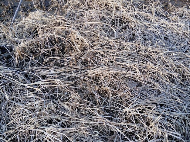 Mala hierba seca en el suelo