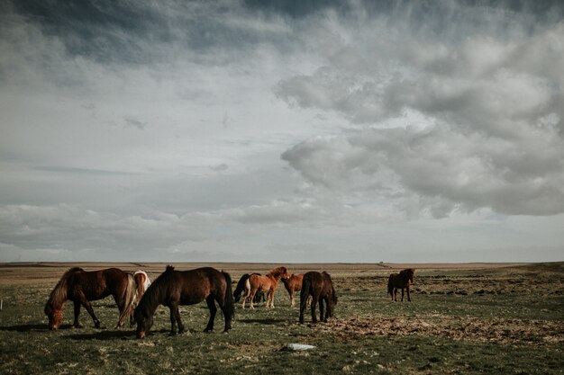 Manada de caballos pastando en un campo bajo el hermoso cielo nublado