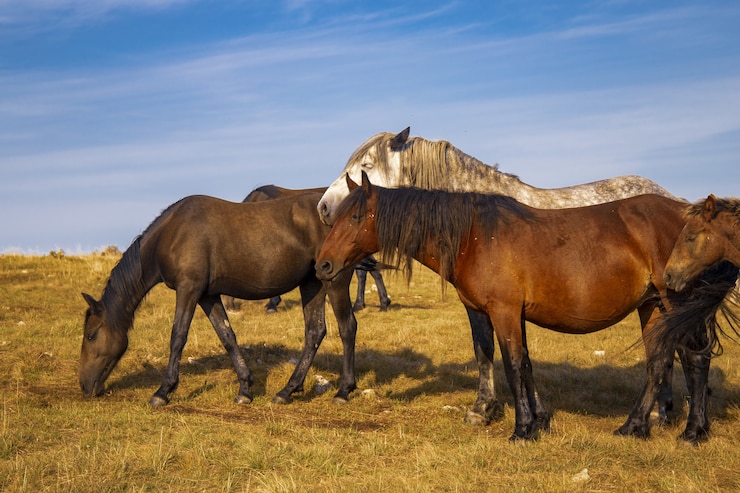 Foto gratuito una manada de caballos pastando en el pasto bajo un hermoso cielo