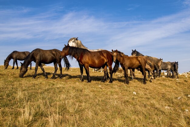 Manada de caballos que pastan en los pastos bajo un hermoso cielo