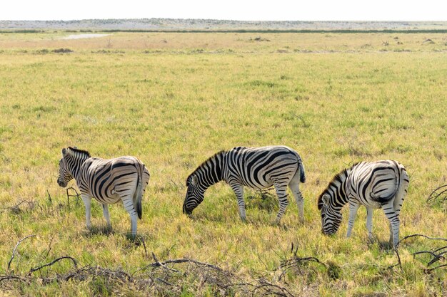 Manada de cebras comiendo campo de vidrio en el Parque Nacional de Etosha, Namibia