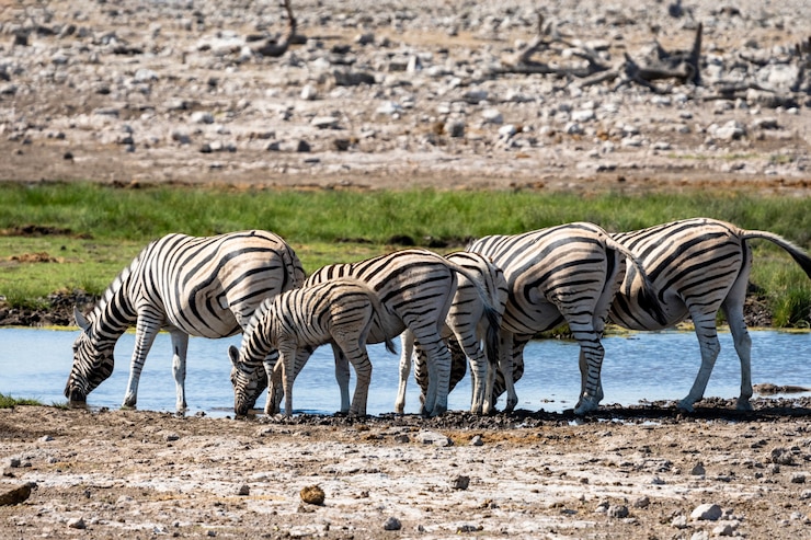Foto gratuito manada de cebras comiendo campo de vidrio en el parque nacional de etosha, namibia