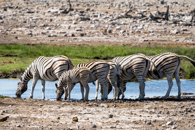 Manada de cebras comiendo campo de vidrio en el Parque Nacional de Etosha, Namibia