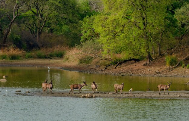 Manada de ciervos salvajes en medio de un lago rodeado de vegetación