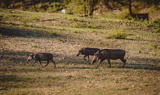 Foto gratuita manada de jabalíes en áfrica