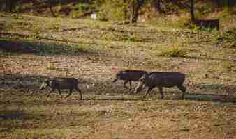 Foto gratuita manada de jabalíes en áfrica