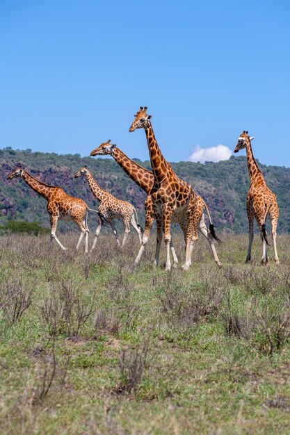 Manada de jirafas en la sabana