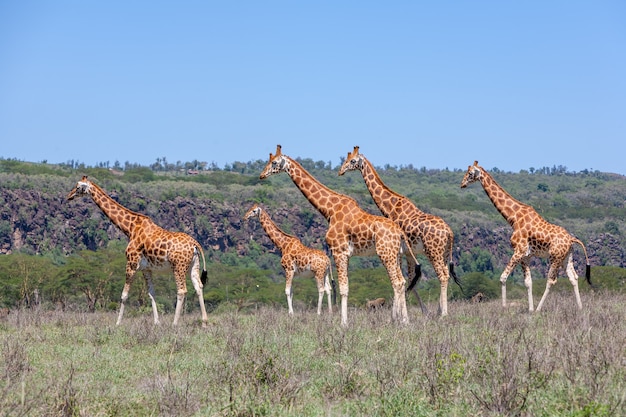 Foto gratuita manada de jirafas en la sabana