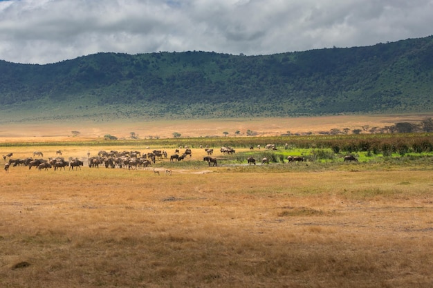 Foto gratuita manada de ñus en el cráter de pastizales del área de conservación de ngorongoro, tanzania, áfrica