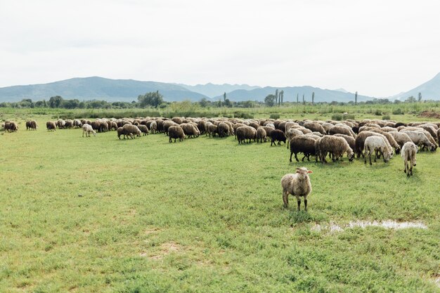 Manada de tiro largo de ovejas comiendo hierba en pasto