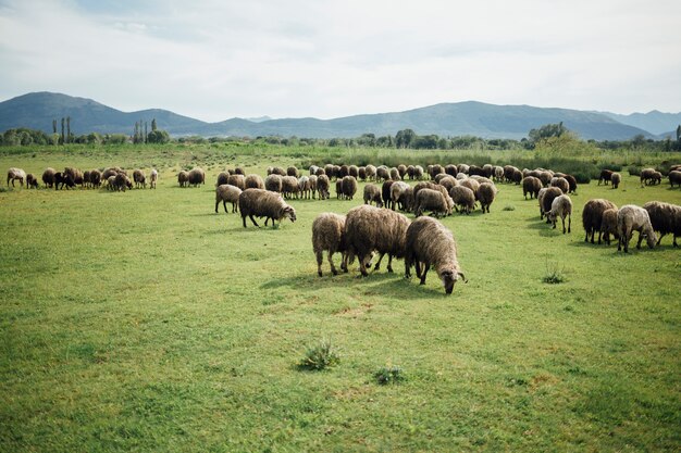 Manada de tiro largo de ovejas comiendo hierba en pasto