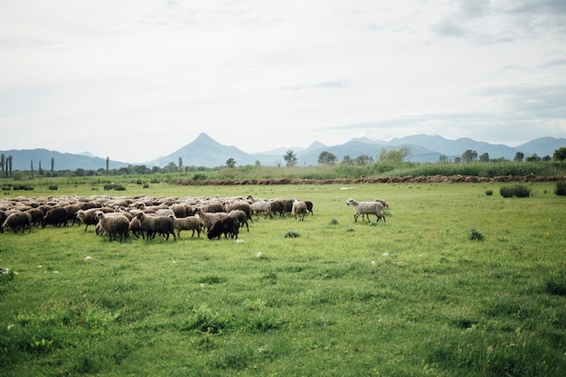 Manada de tiro largo de ovejas comiendo hierba en pasto