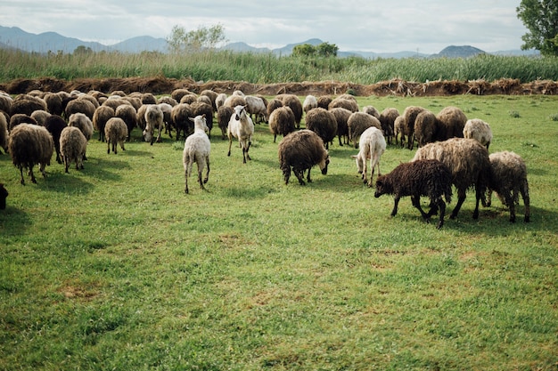 Manada de tiro largo de ovejas comiendo hierba en pasto