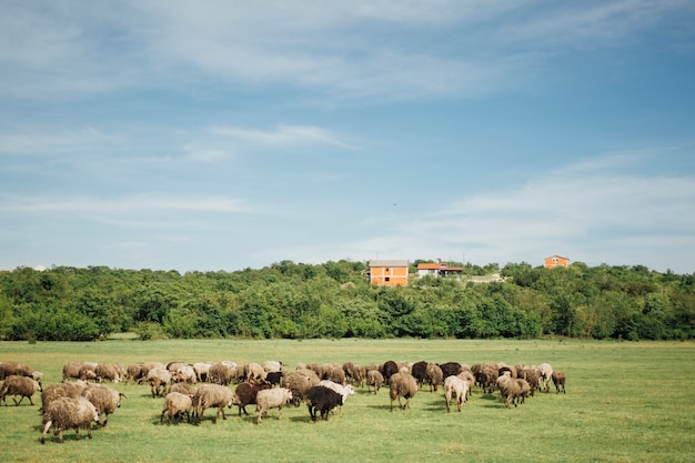 Foto gratuita manada de tiro largo de ovejas comiendo hierba en pasto