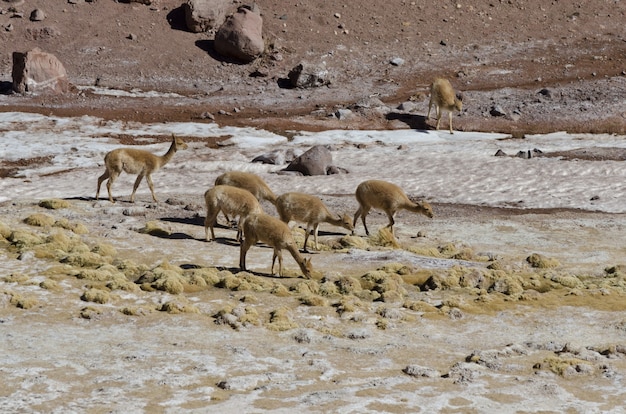 Manada de vicuñas en la cordillera de los Andes, Argentina