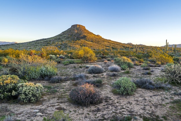 Foto gratuita mañana en el desierto de sonora