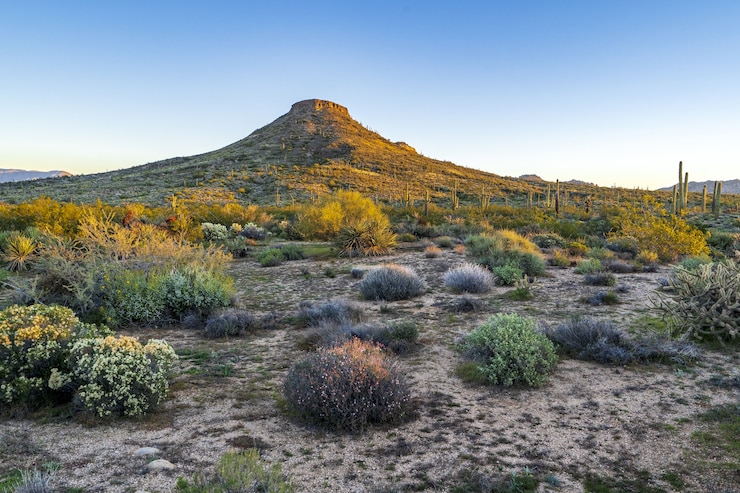 Foto gratuito mañana en el desierto de sonora
