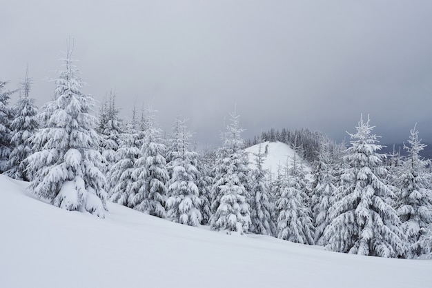 Foto gratuita mañana invierno tranquilo paisaje de montaña con abetos escarchados y pistas de esquí ventisqueros en la ladera de la montaña