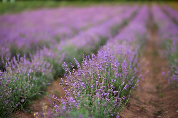 Manchas de color púrpura en el campo floreciente de lavanda