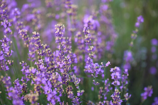 Manchas de color púrpura en el campo floreciente de lavanda