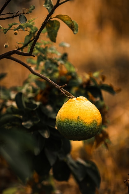 Foto gratuita mandarina amarilla de crecimiento lento colgando de sus ramas