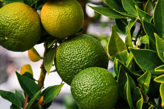 Mandarinas en un árbol en el jardín madurando cítricos en la granja enfoque selectivo en las frutas