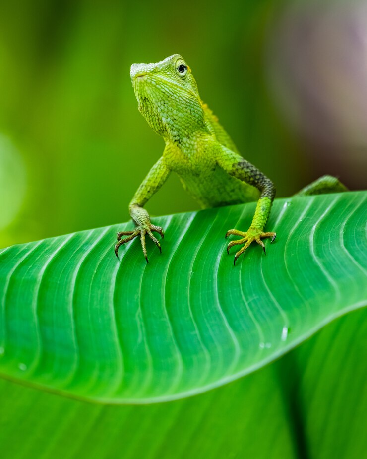 Foto gratuito maned forest lizard en un bosque