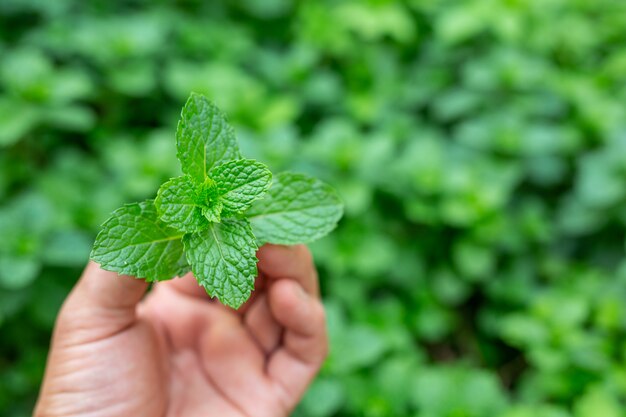 Mango de hoja de menta verde.