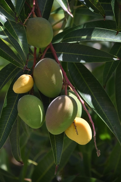 Mangos que crecen maduros en un árbol de mango