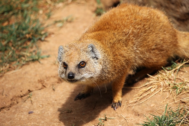 Foto gratuita mangosta amarilla (cynictis penicillata) en el desierto