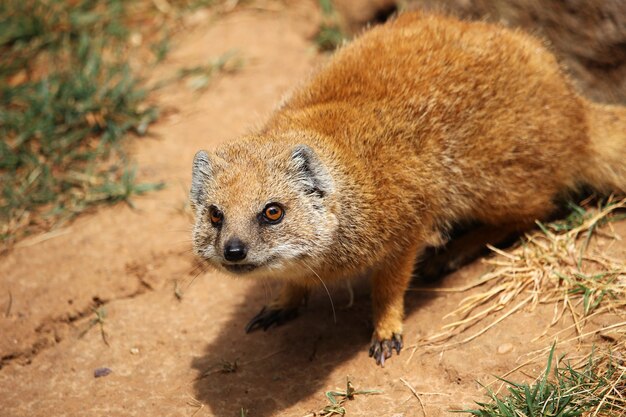 Mangosta amarilla (Cynictis penicillata) en el desierto