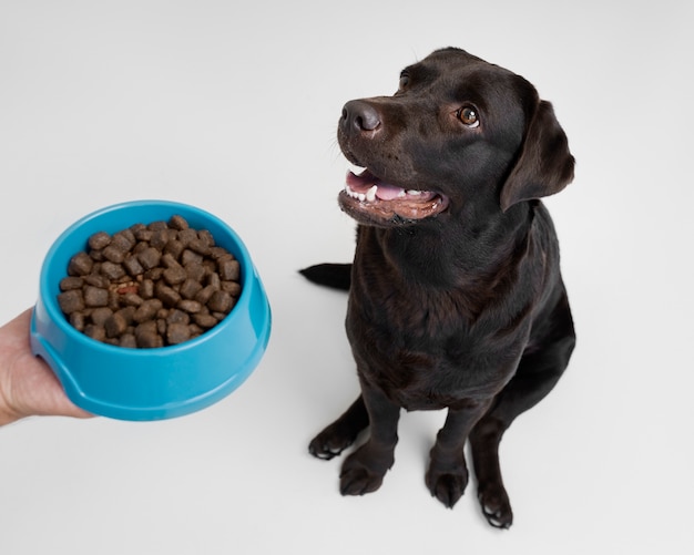 Foto gratuita mano de alto ángulo sosteniendo un tazón de comida para perros